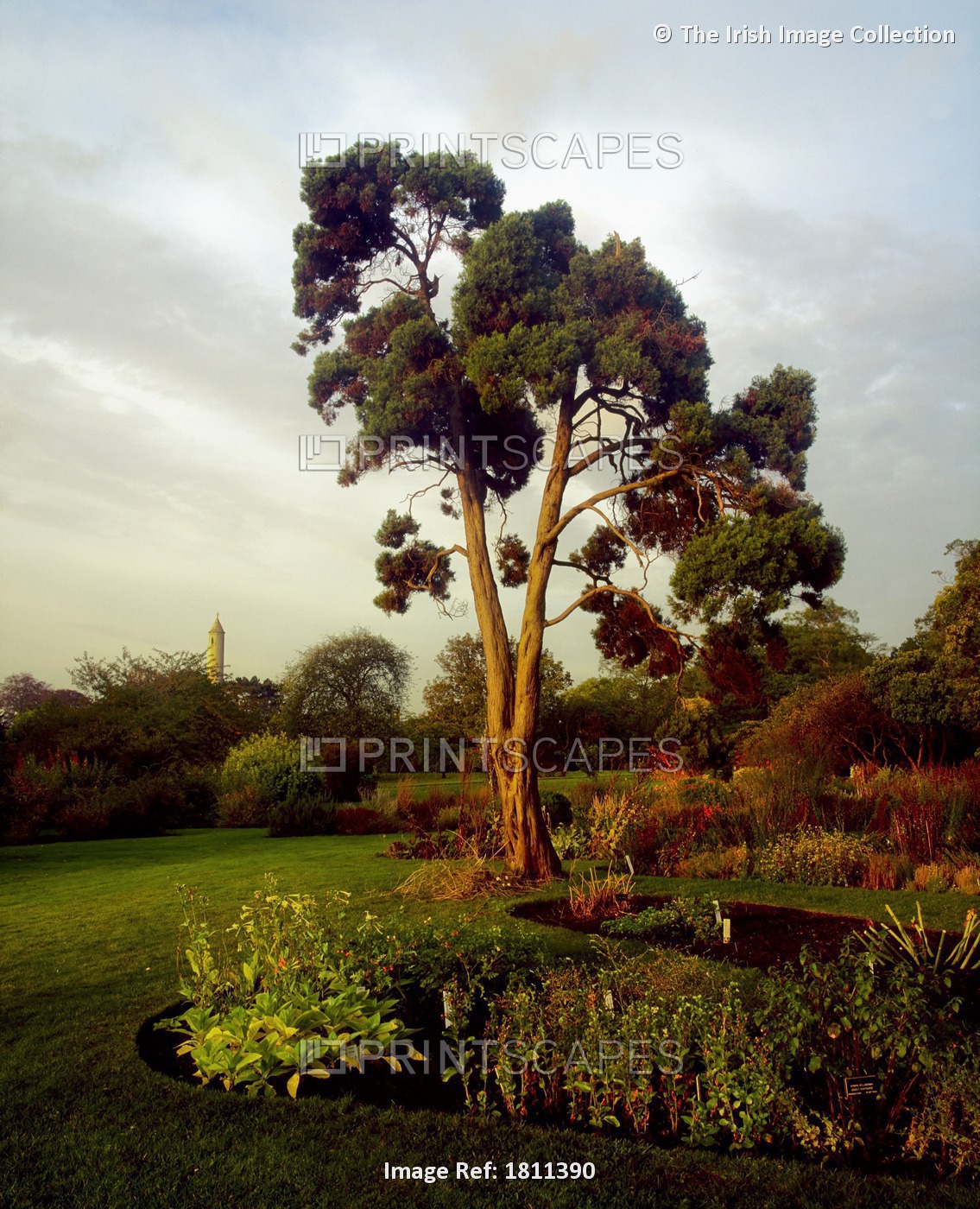 Irish National Botanic Gardens, Dublin, Co Dublin, Ireland; Scots Pine And ...
