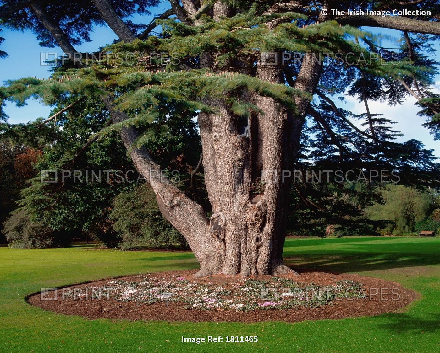 Talbot Botanic Gardens, Co Dublin, Ireland; Cedar Of Lebanon And Cyclamen