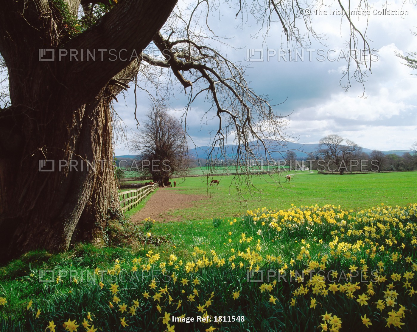 Ardsallagh House, Co Tipperary, Ireland; Daffodils In Foreground Of A Landscape