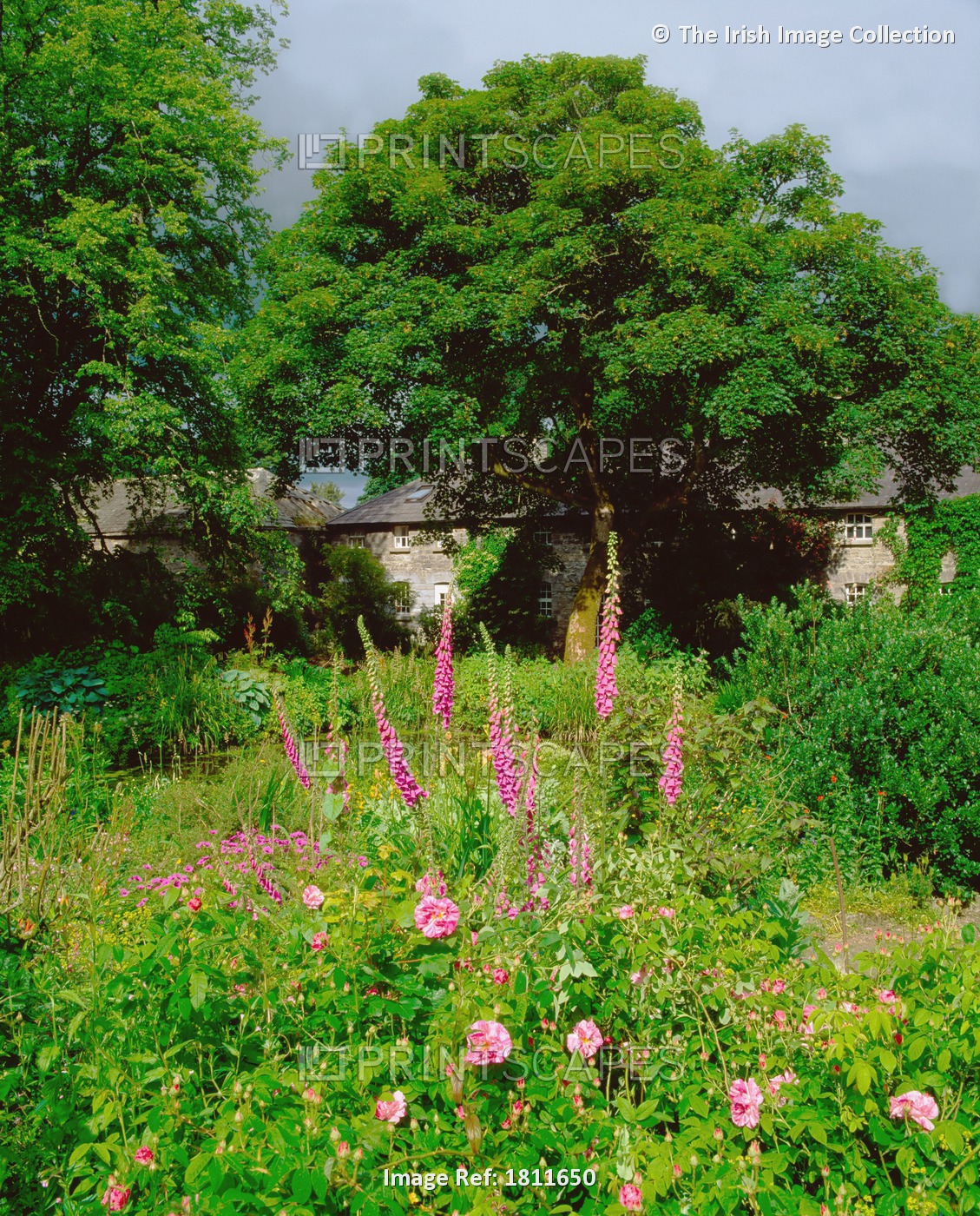 Carrigglas Manor, Co Longford, Ireland; Informal Planting With Foxgloves And ...