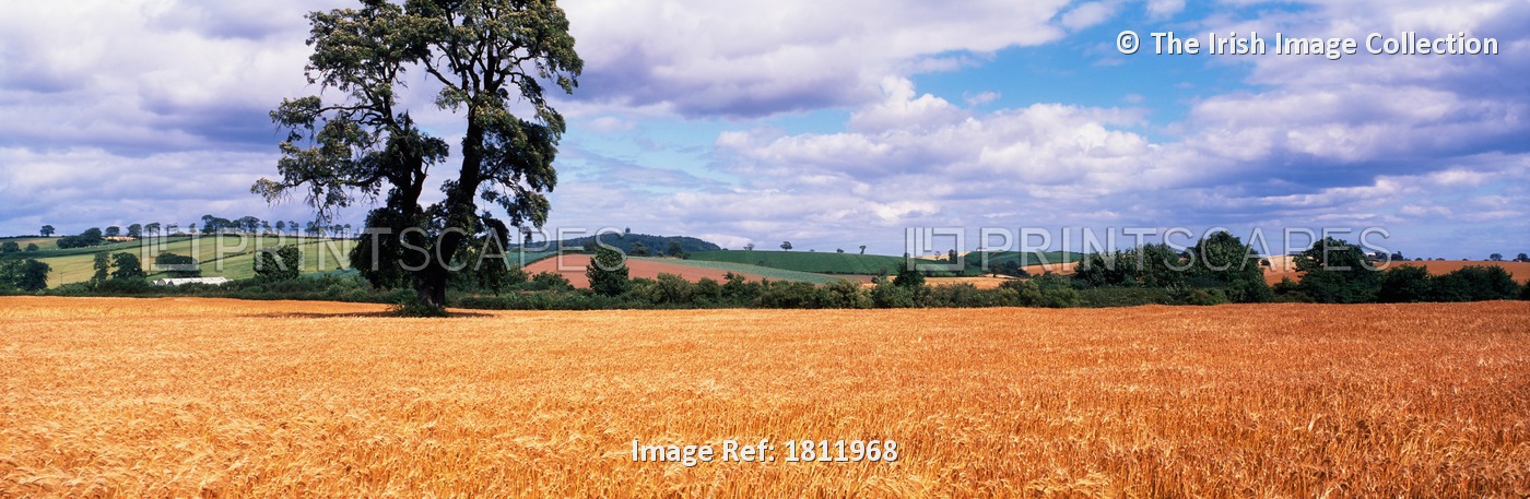 Barley Field, Co Down, Ireland