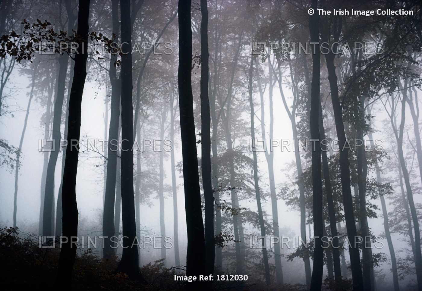 Foggy Woods; Ireland