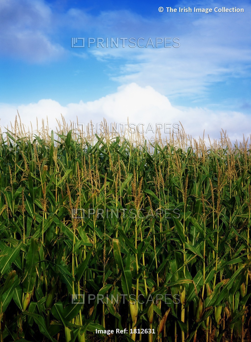 Maize For Fodder, Co Meath, Ireland