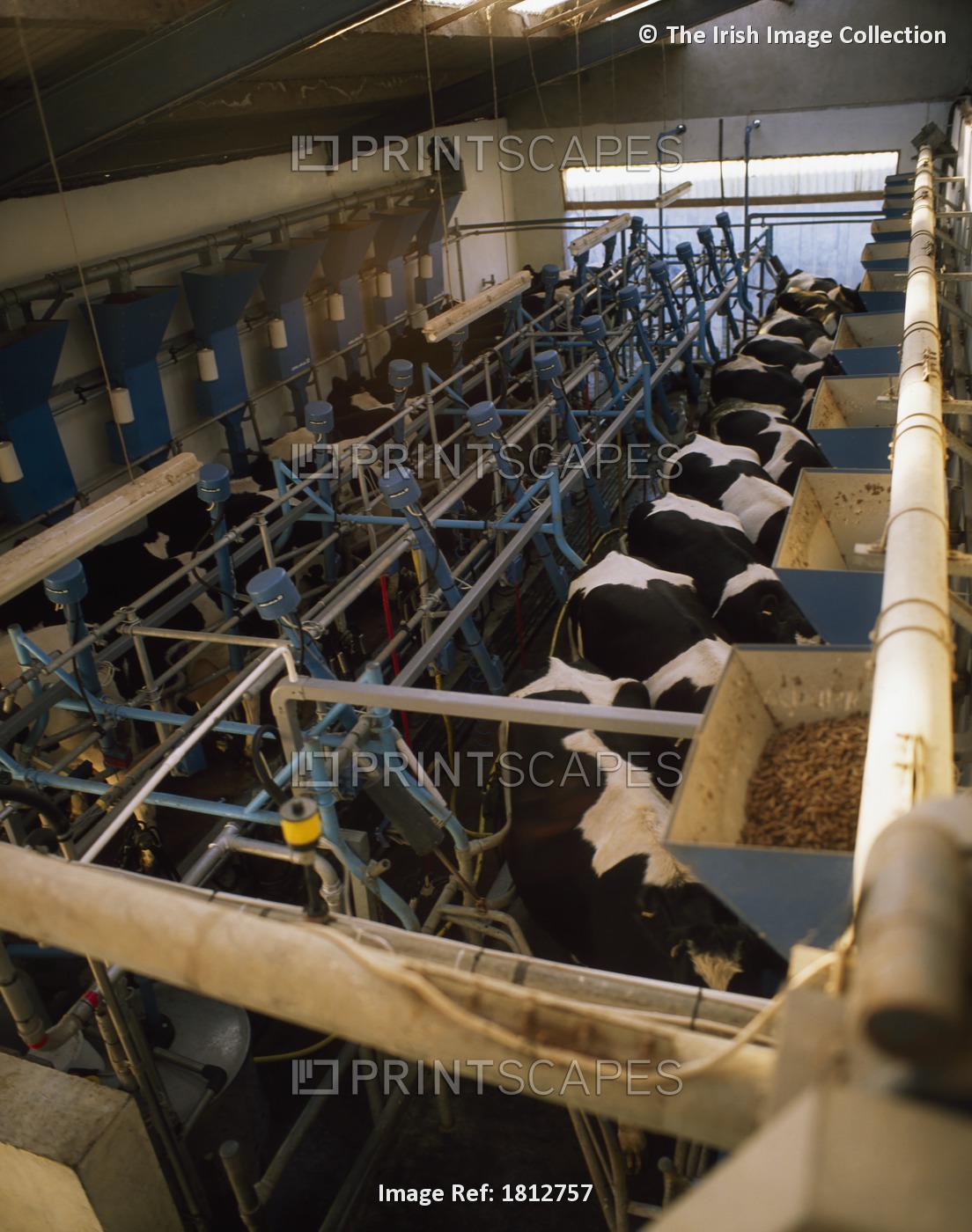 Milking Parlour, Ireland