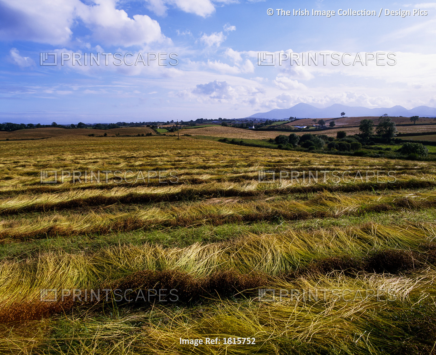 Flax Field, Seaforde, Co Down, Ireland
