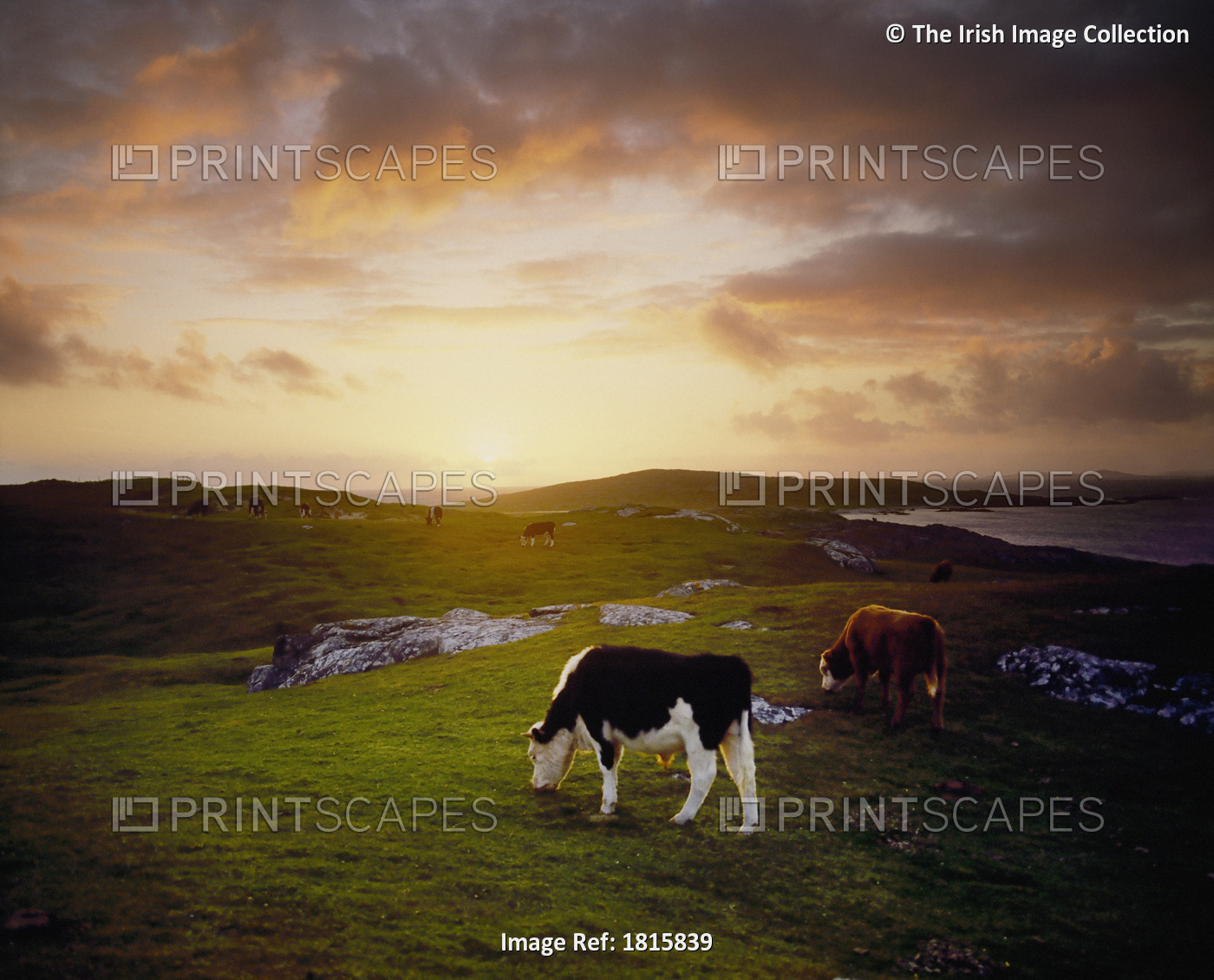 Cattle, Mannin Bay, Co Galway, Ireland