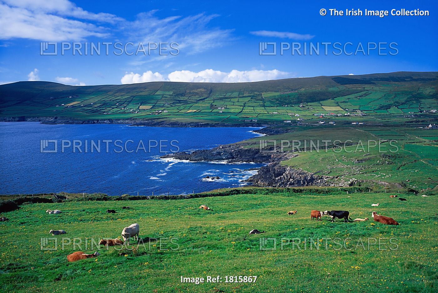 St Finan's Bay, Co Kerry, Ireland; Cattle Near The Water