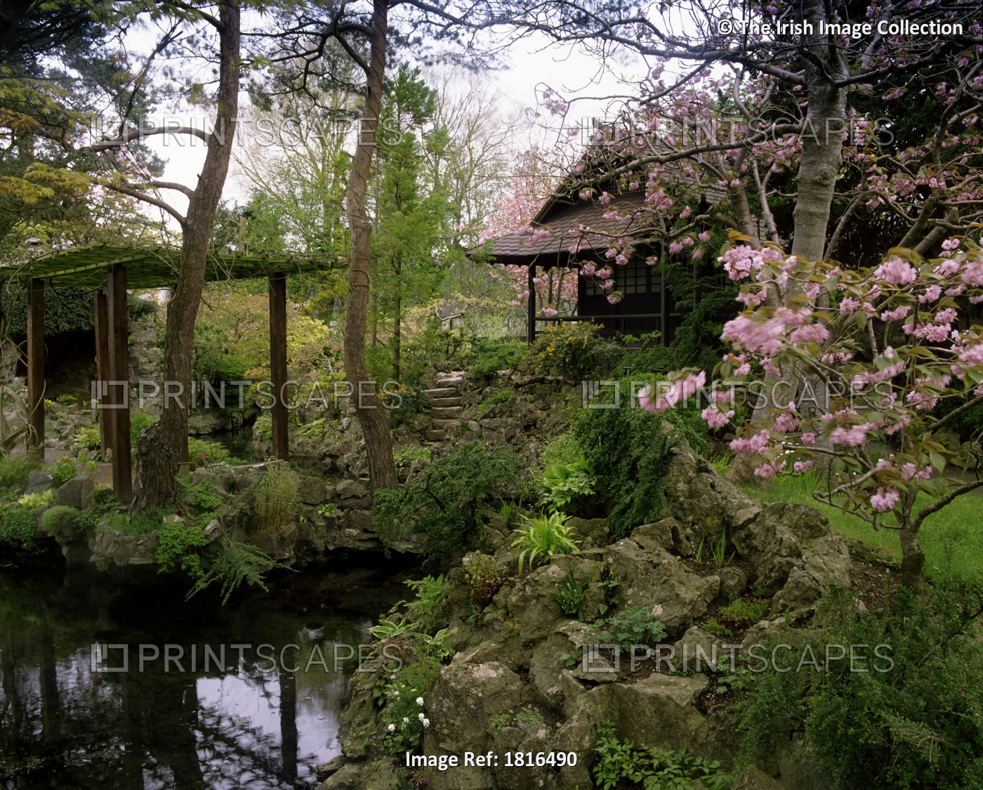 Japanese Gardens, Co Kildare, Ireland; Pergola And Flowering Cherry