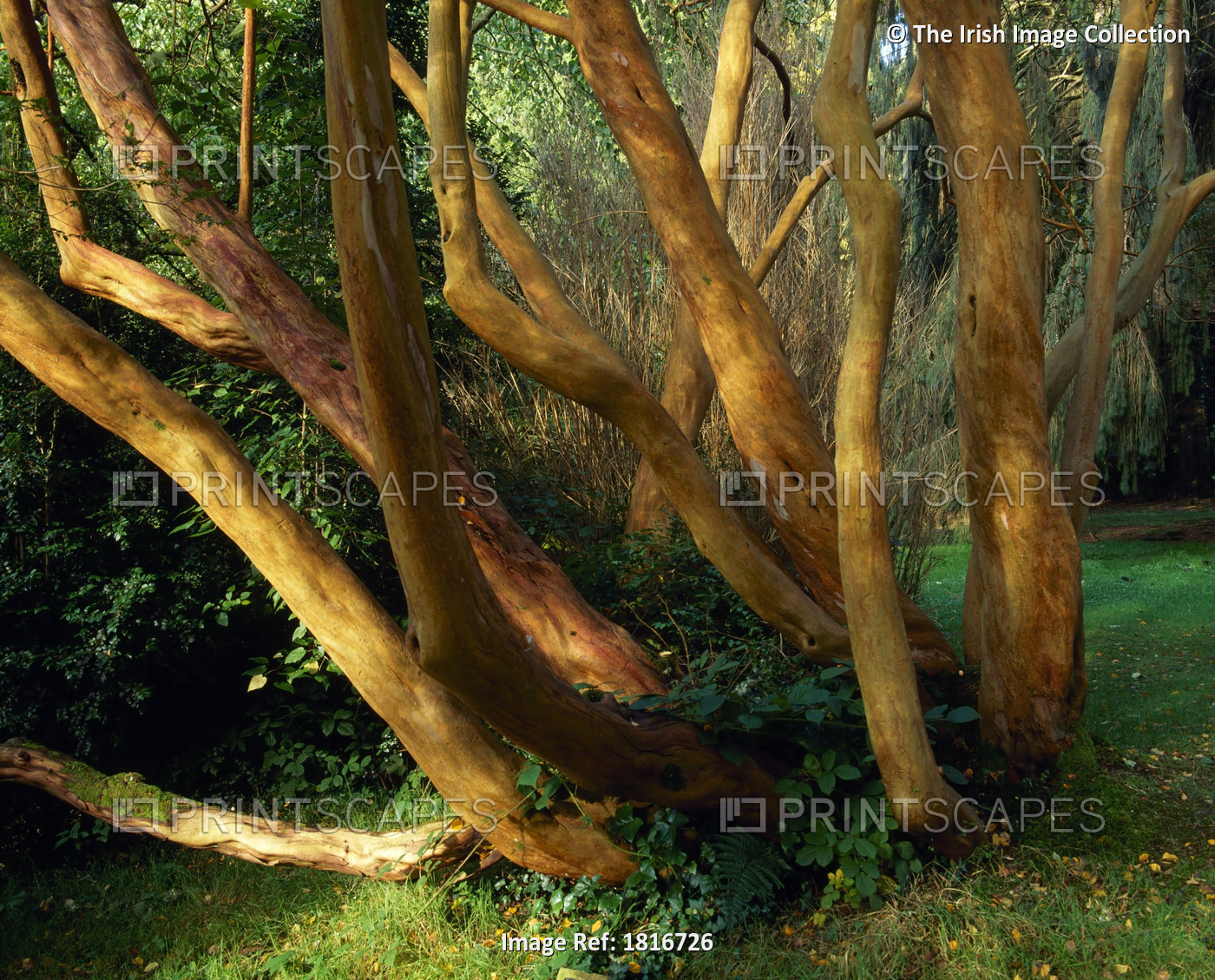 Myrtle Tree In Early Summer, Arboretum, Castlewellan, Co Down, Ireland