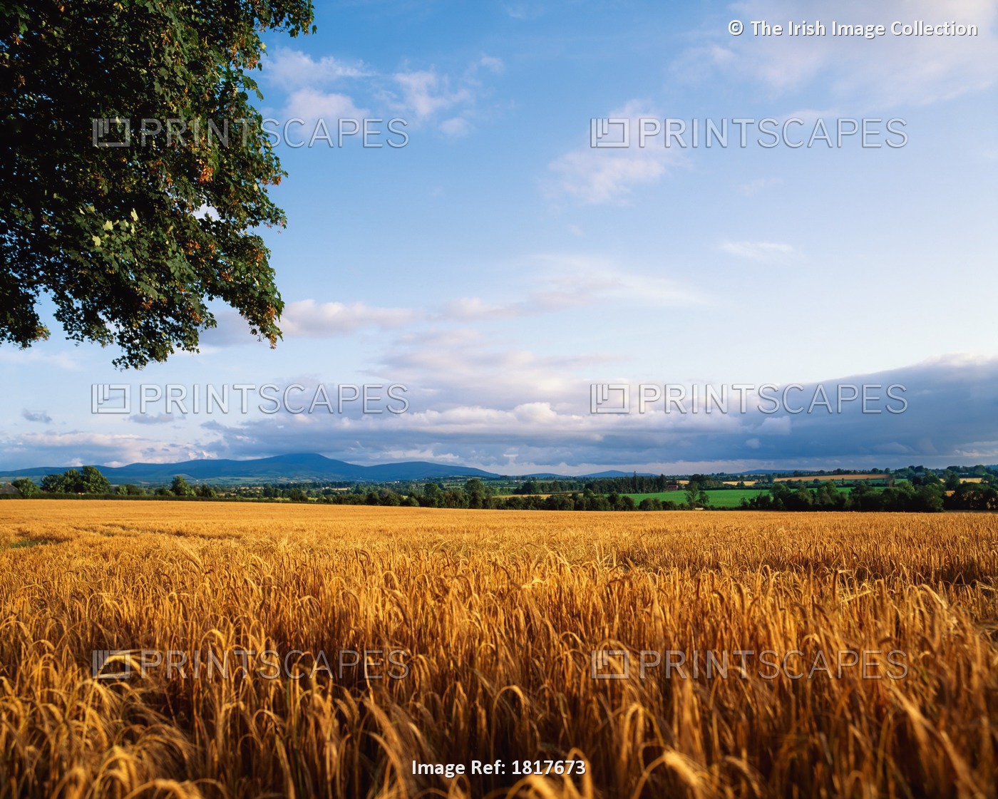 Barley, Bunclody, Co Wexford, Ireland
