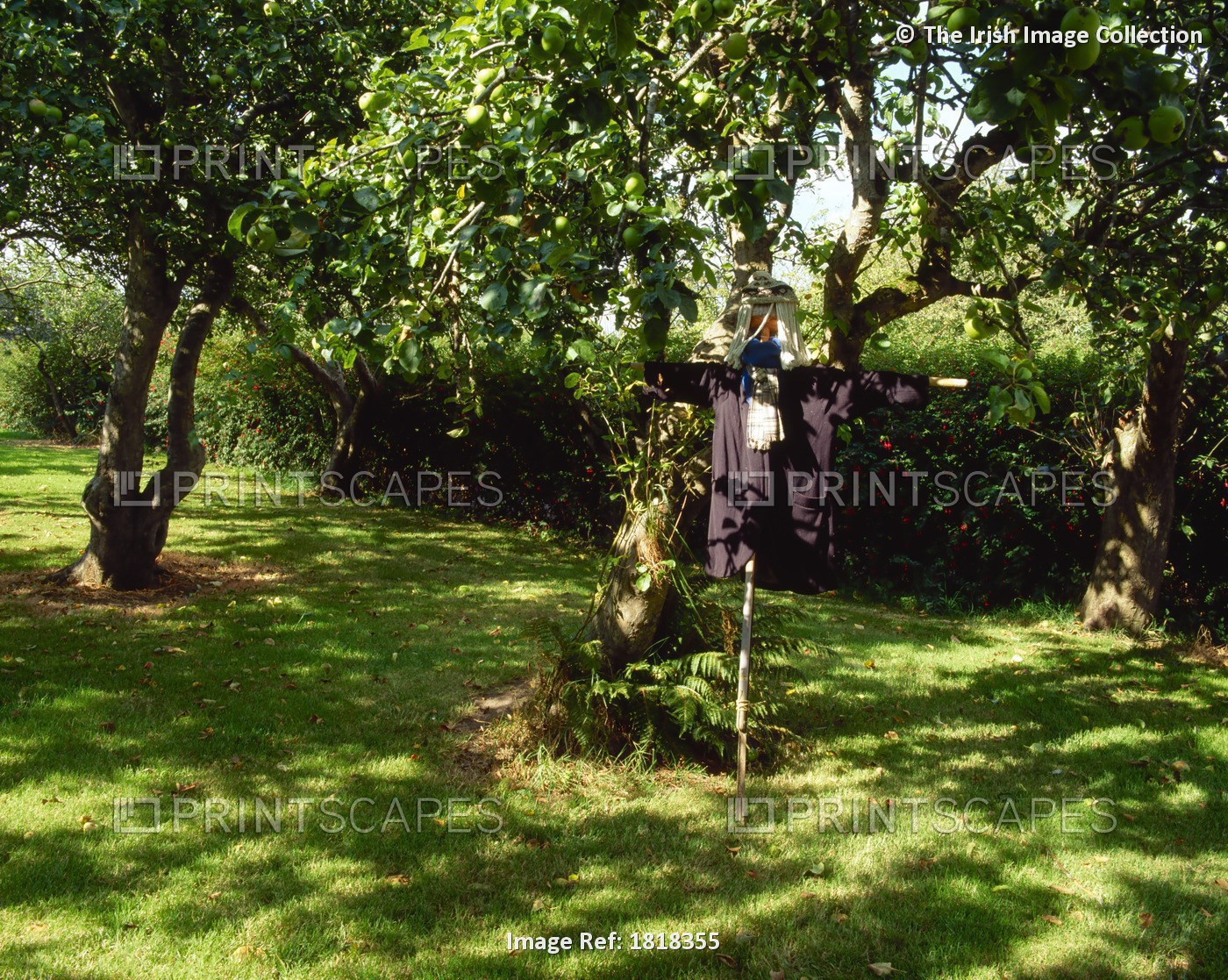 Glin, Co Limerick, Glin Castle, Scarecrow And Apple Orchard, Walled Garden, ...