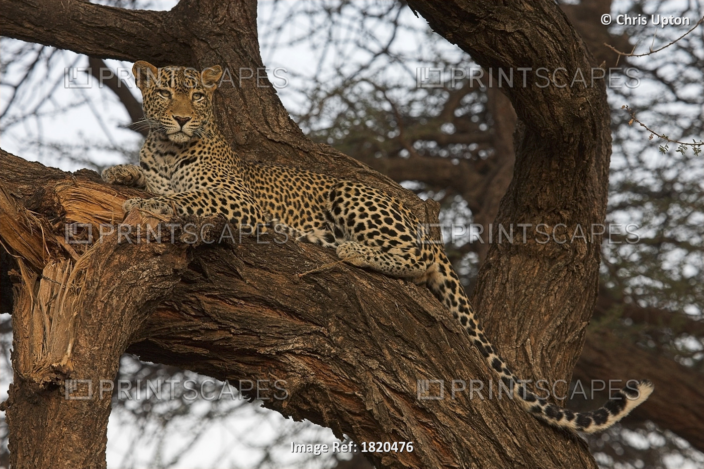 African Leopard Resting In A Tree