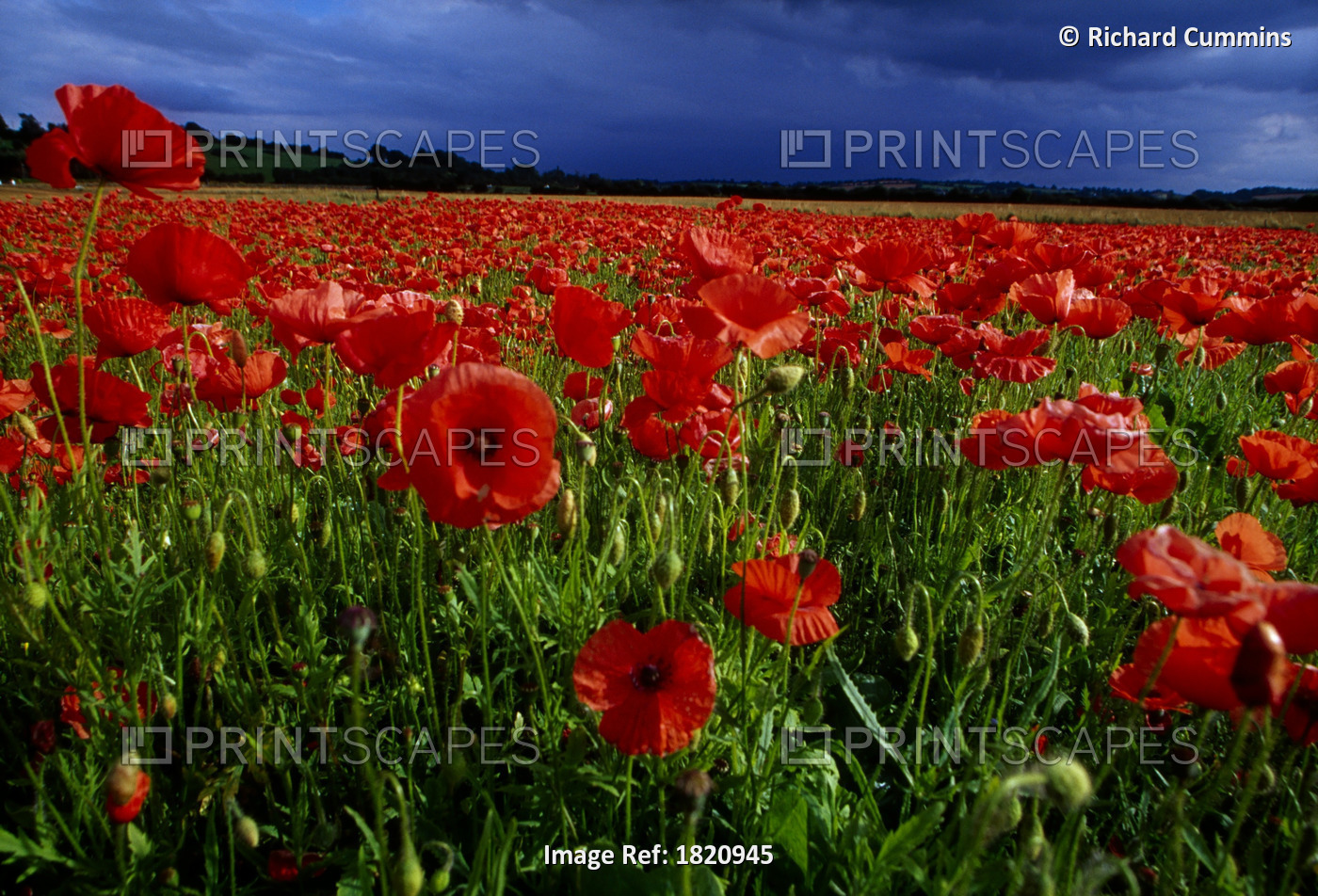 County Kildare, Ireland; Poppy Field