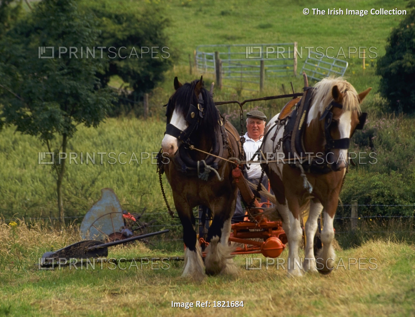 Co Down, Northern Ireland, Traditional Farming, Haymaking