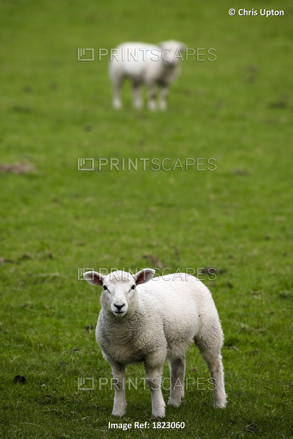 Lambs In A Field