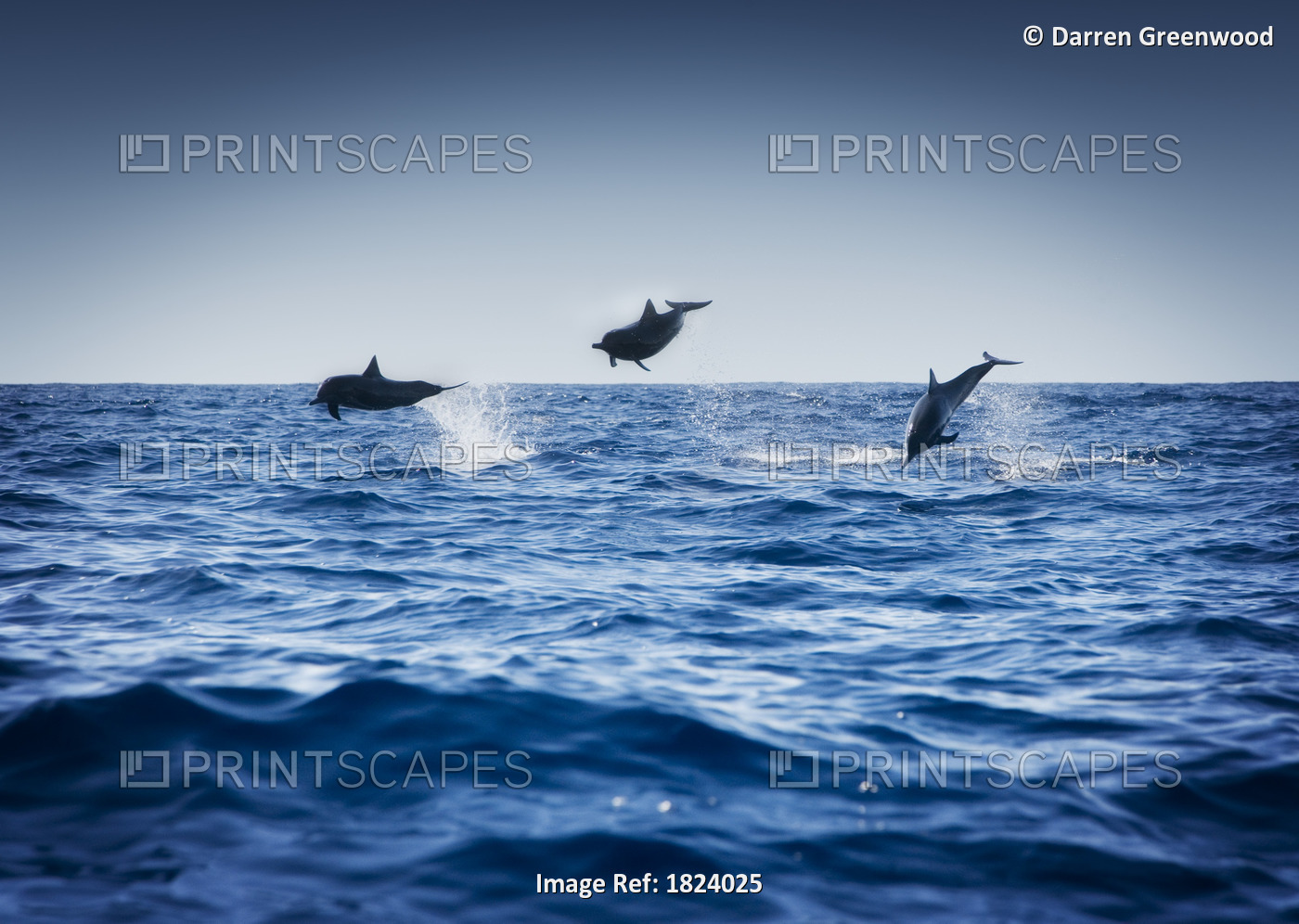 Dolphins Playing In The Ocean
