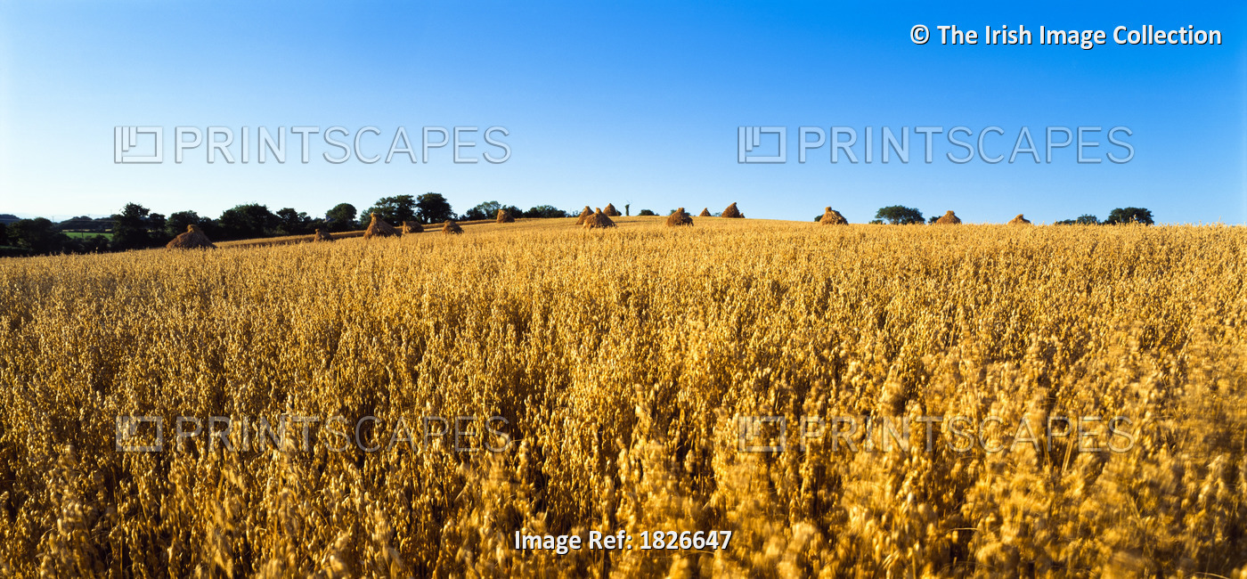Co Down, Northern Ireland, Crops, Oats