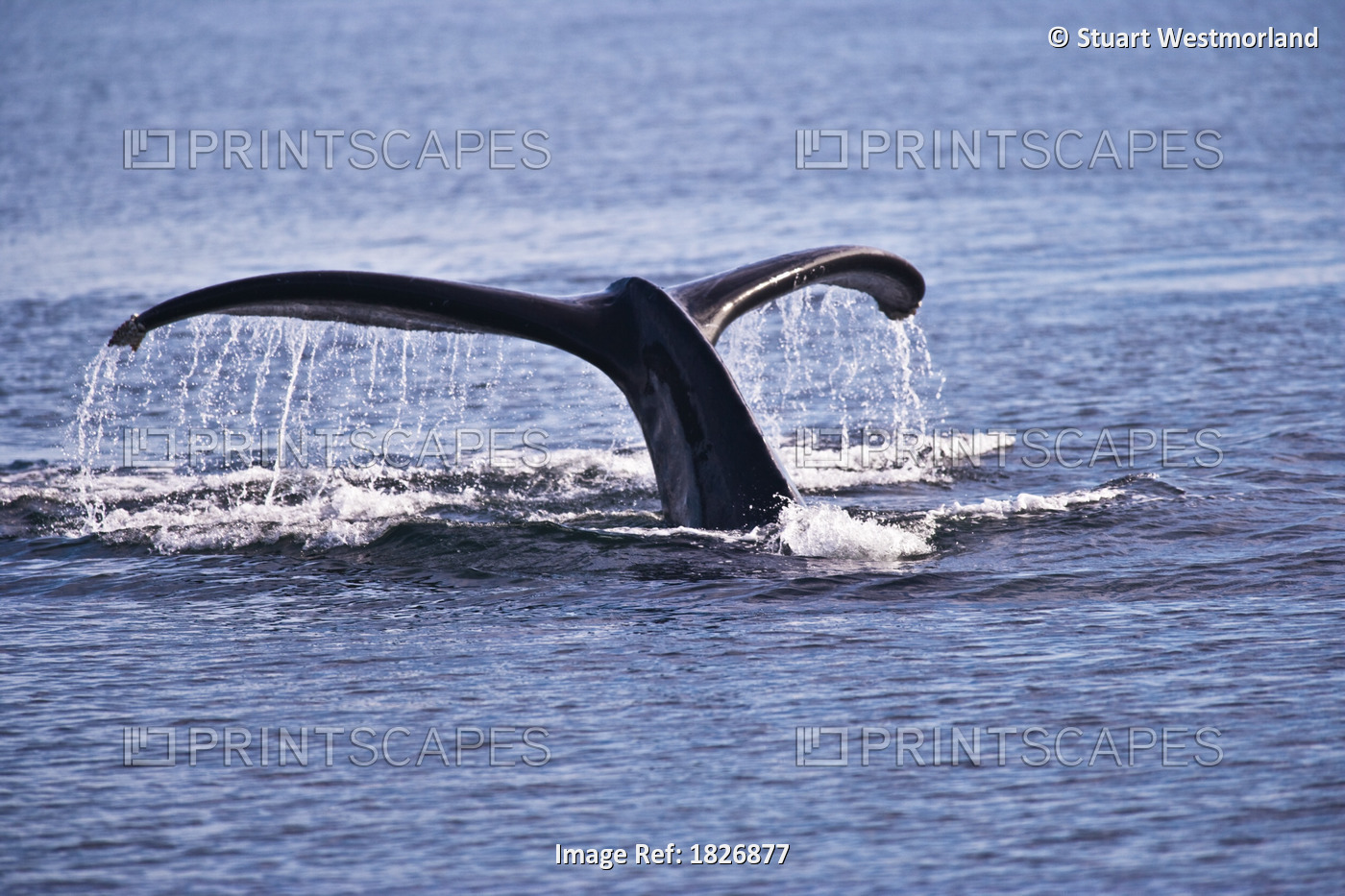 Humpback Whale, Megaptera Novaengliae, South East Alaska, Usa
