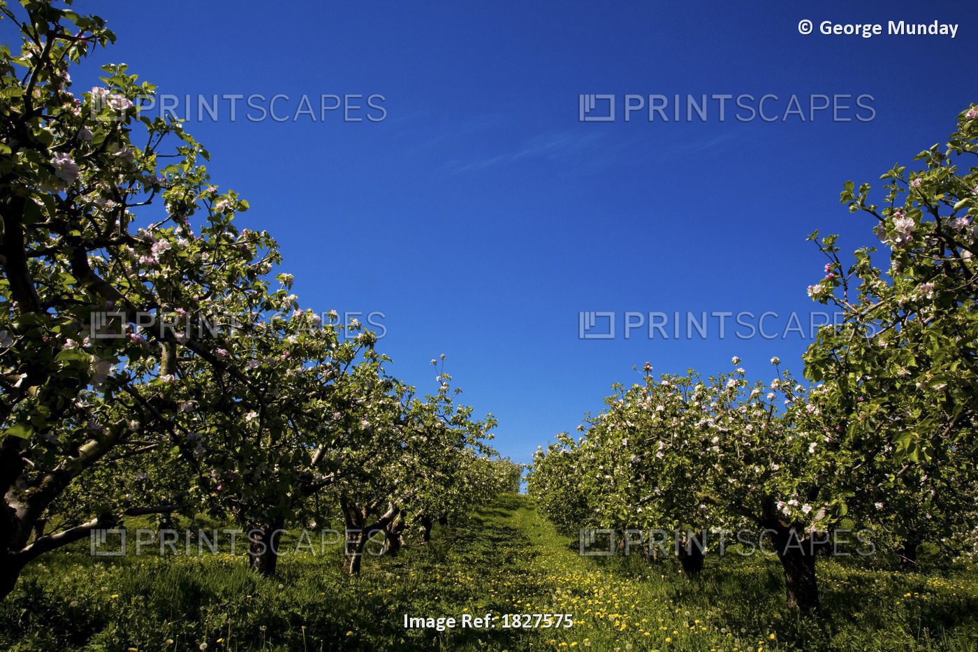 Spring Apple Orchard, Near Armagh City, Co Armagh, Ireland