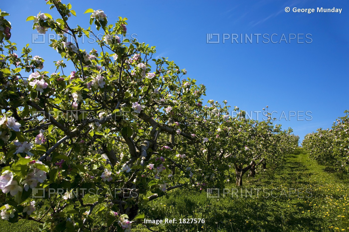 Spring Apple Orchard, Armagh City, Co Armagh, Ireland