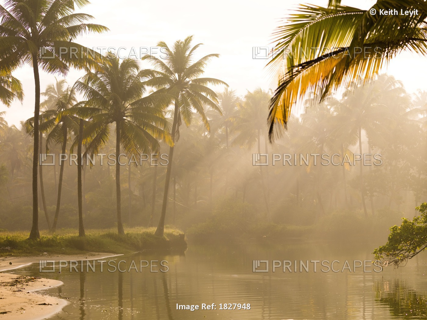 Palm Trees And Sunbeams, Kerala, India