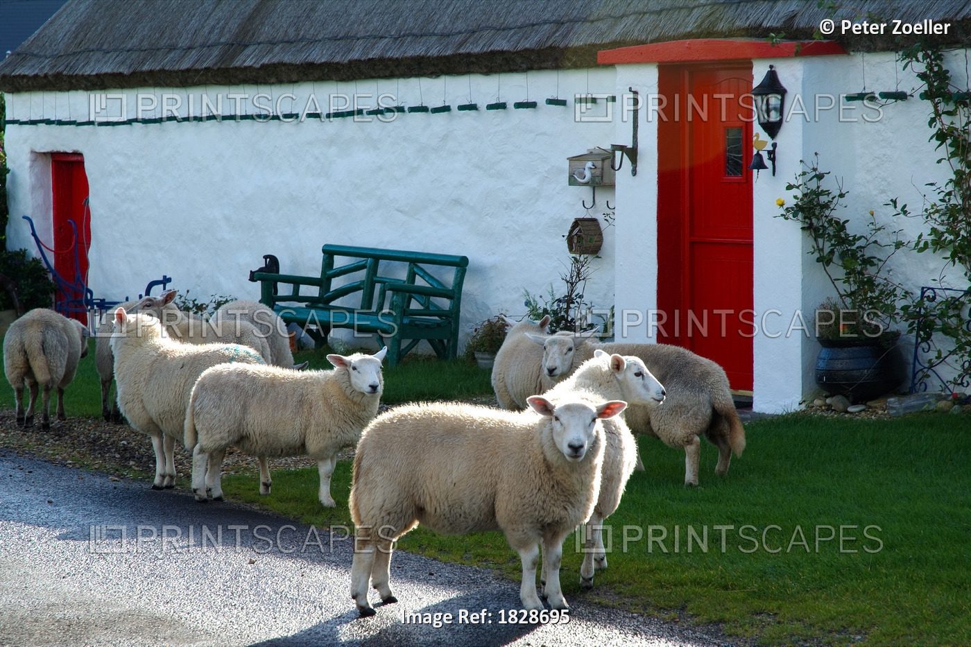 Sheep At Traditional Cottage In Malin Head, Donegal, Ireland