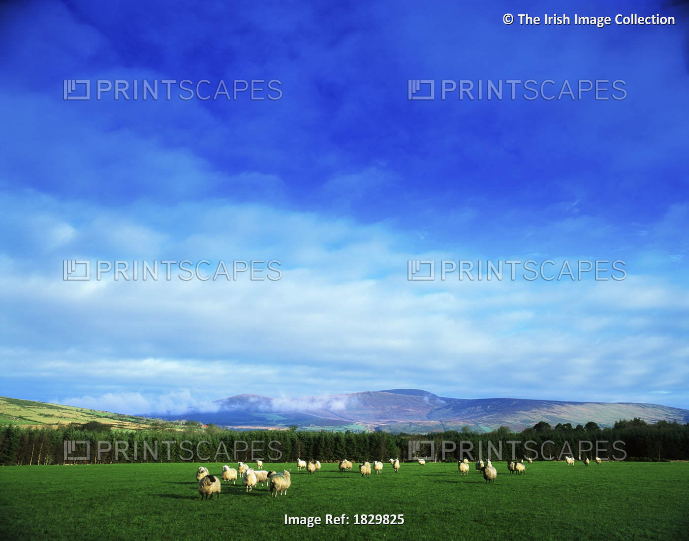 Sheep Grazing In Field; County Wicklow, Ireland
