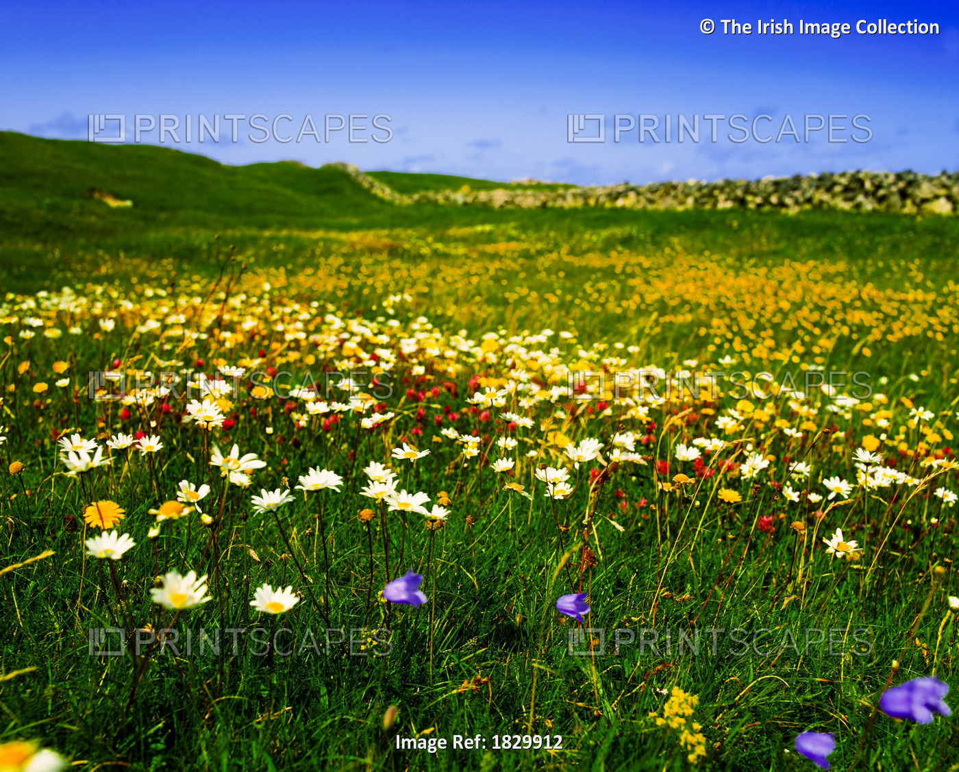 Wildflowers; Wicklow, County Wicklow, Ireland