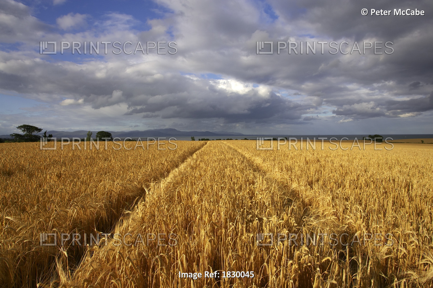 Dundalk Bay, County Louth, Ireland; Wheat And Barley Fields
