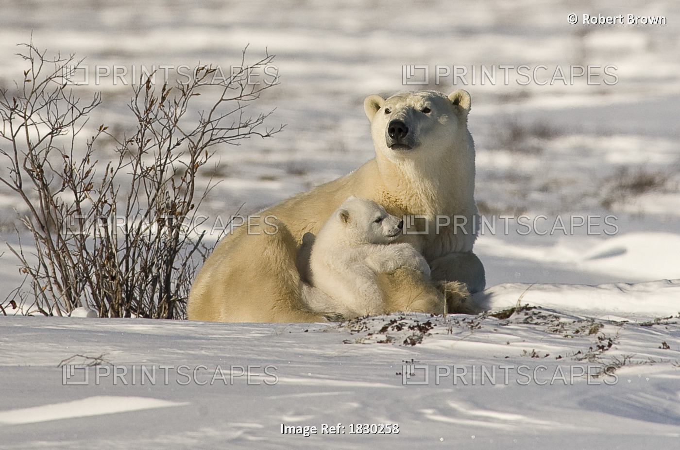 Polar Bear With Cub, Watchee, Churchill, Canada