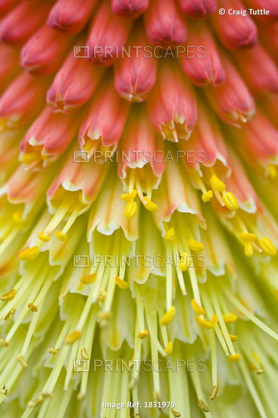 Close Up Of Flower Stamen