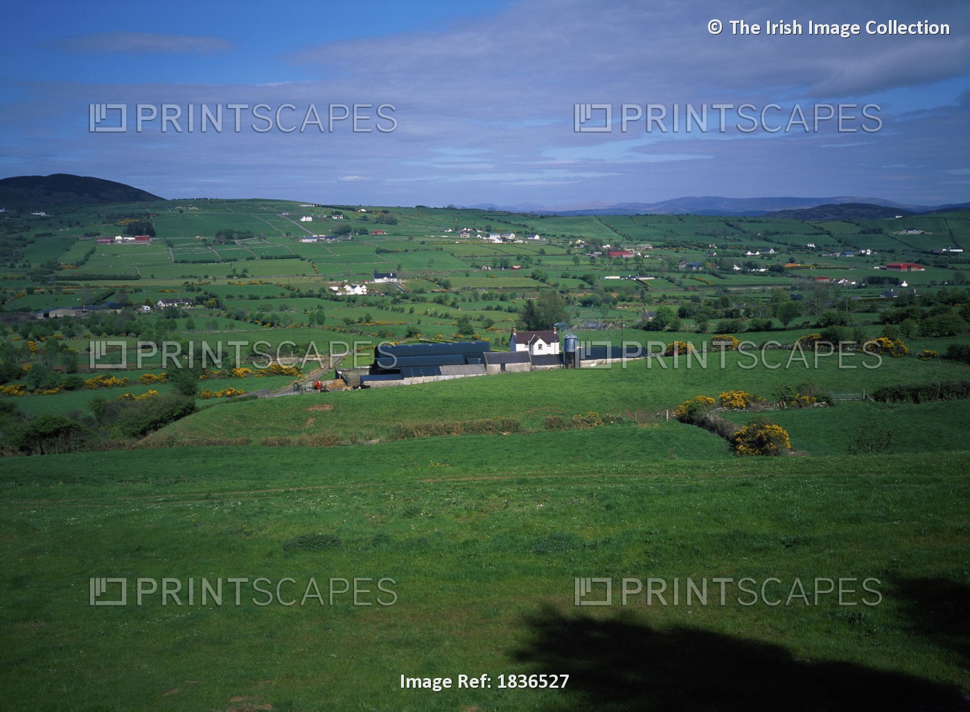 Hilltown,Co Down,Northern Ireland; Houses Among Fields