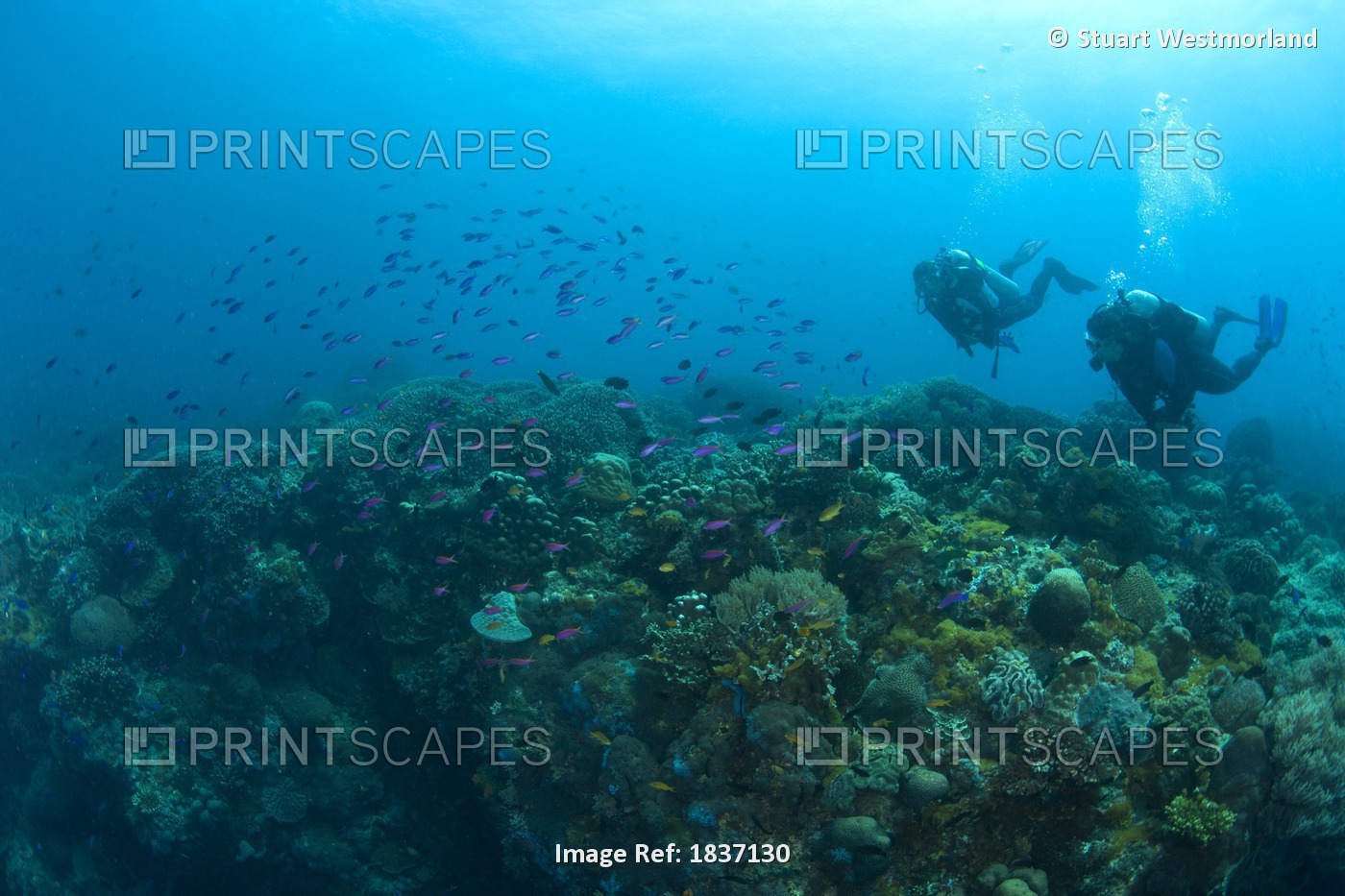 Apo Island Marine Park, Philippines, Southeast Asia; Scuba Diver