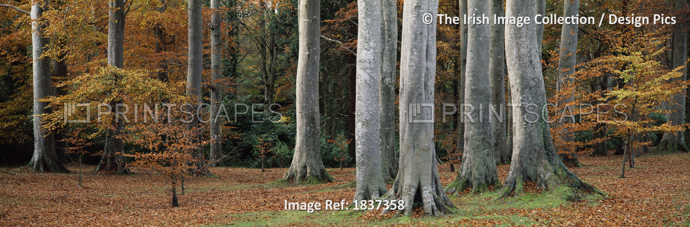 Powerscourt Woods,Co Wicklow,Ireland;View Of Autumnal Tree Trunks