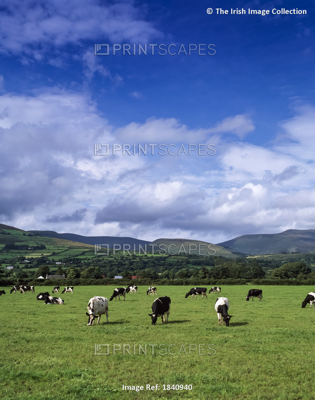 Fresian Cattle; Mitchelstown, Co Cork, Ireland