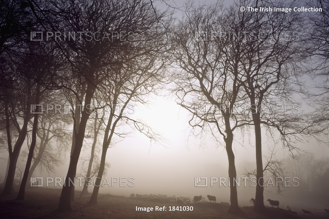 Morning Mist; Co Wicklow, Ireland