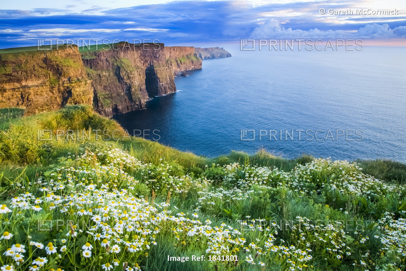 Cliffs Of Moher, Co Clare, Ireland; Summer Daisies Growing In Abundance On The ...
