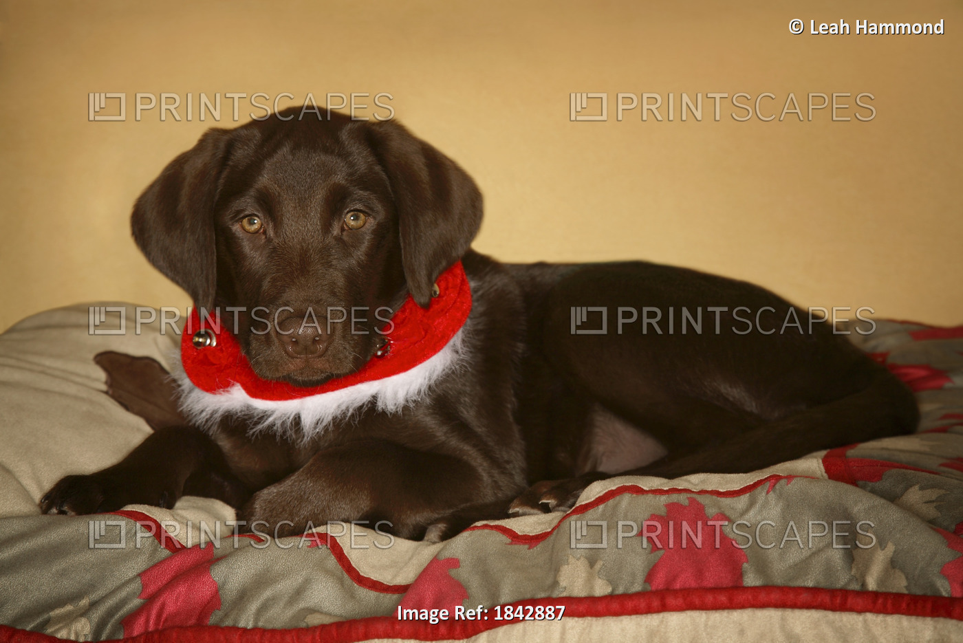 Dog With Christmas Collar