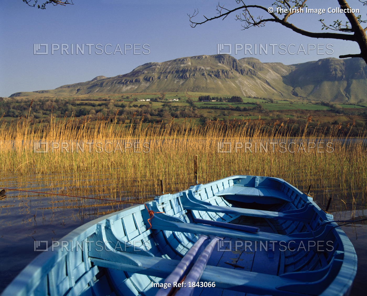 Row Boat Amongst Reeds On A Lake