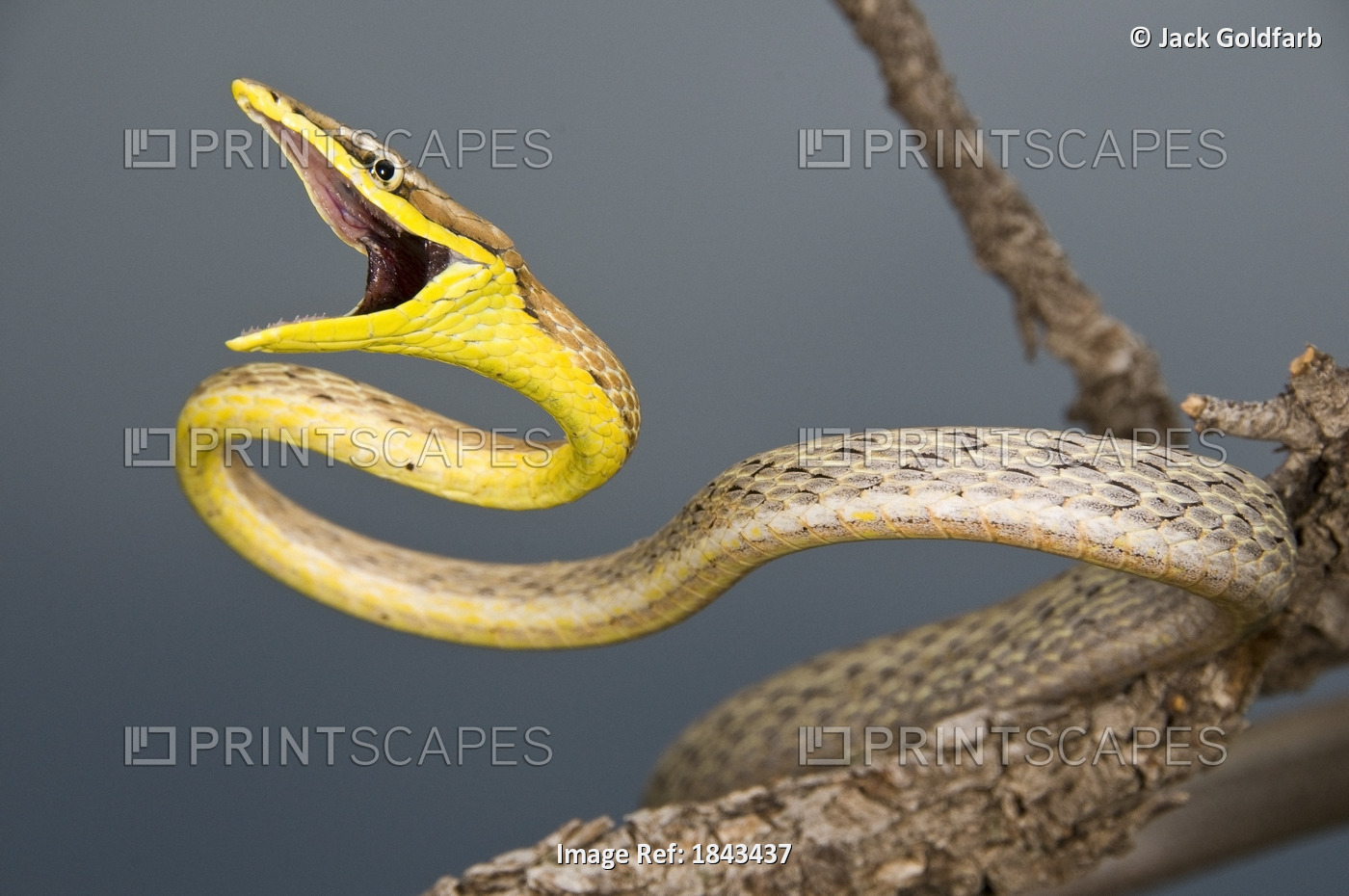 Brown Vine Snake, (Oxybelis Aeneus), Arizona, Usa; Defensive Snake On A Branch