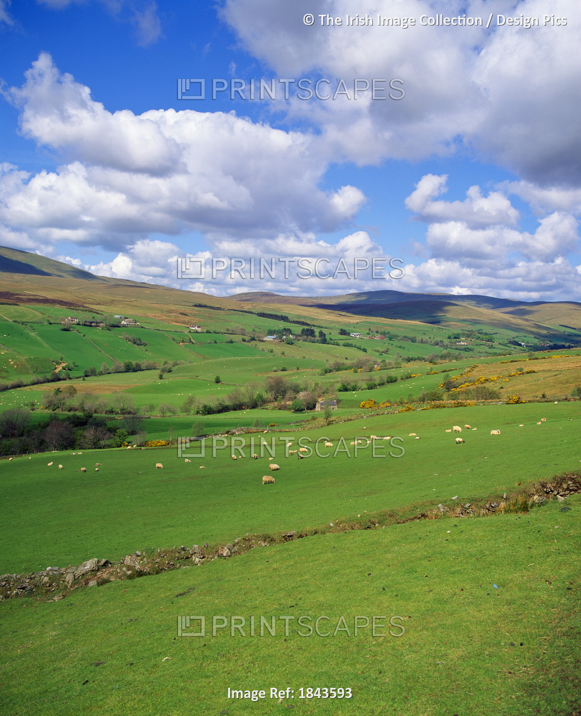 Sperrin Mountains,Co Tyrone,Northern Ireland;Sheep Grazing At The Foot Of The ...