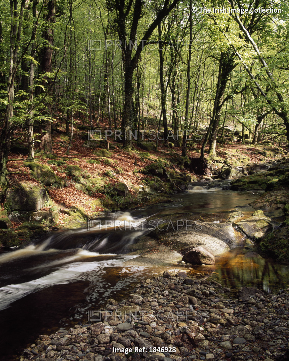 Creek In Woods, Cloughleagh, County Wicklow, Ireland