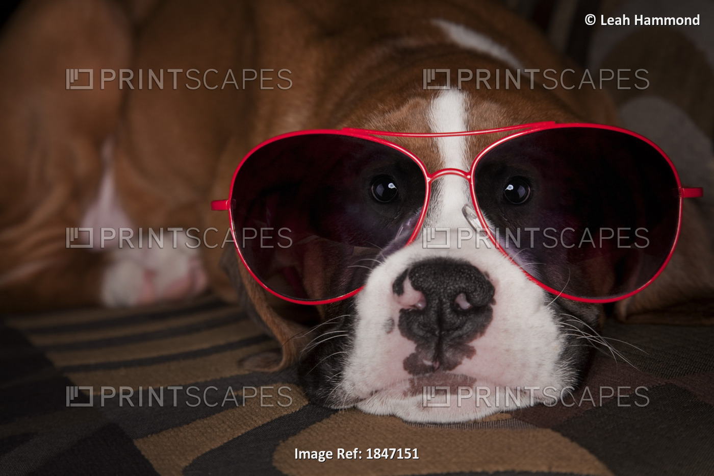 Humorous Portrait Of Dog Wearing Oversized Red Sunglasses
