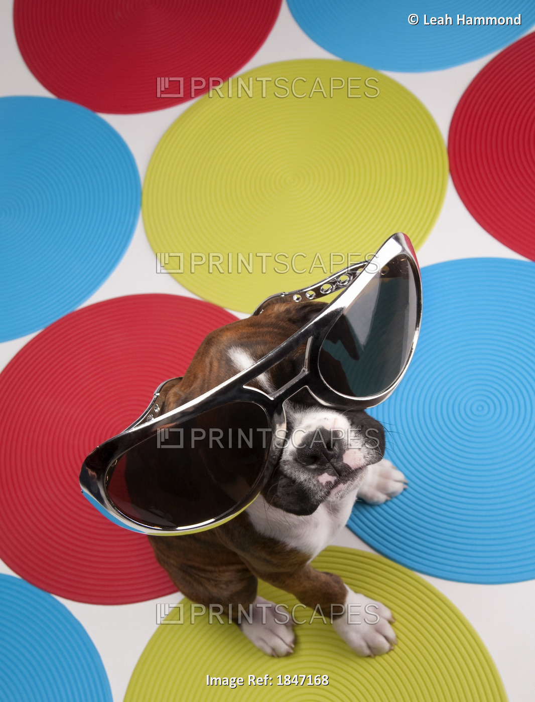 Portrait Of Dog Wearing Oversized Sunglasses