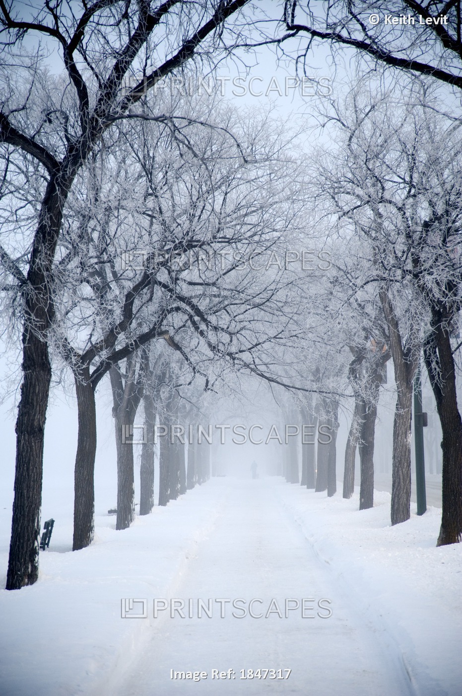 Assiniboine Park, Winnipeg, Manitoba, Canada; Grove Of Trees In Winter Fog