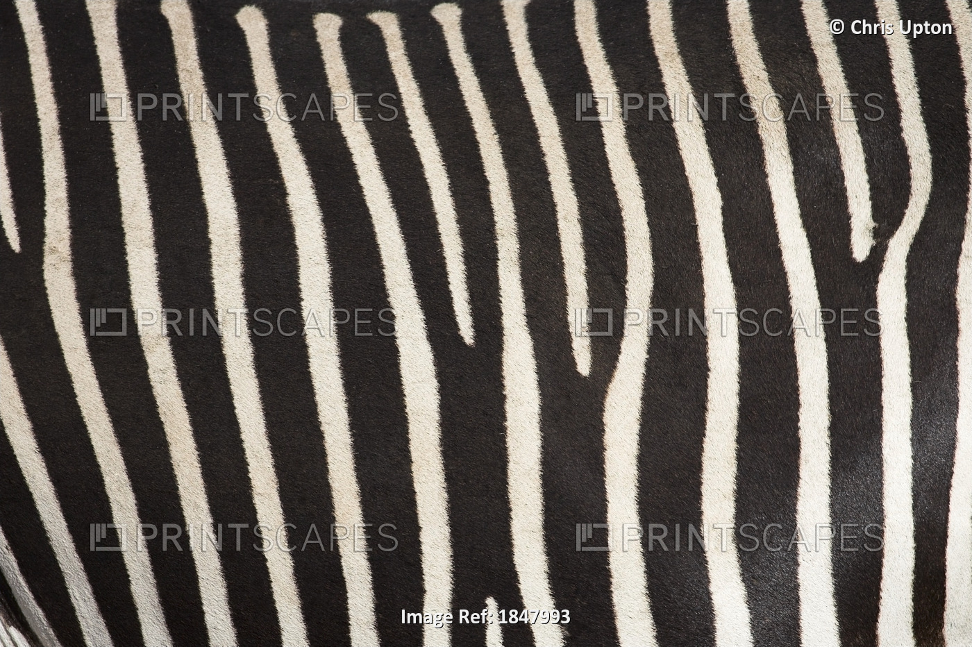 Samburu National Reserve, Kenya, East Africa; Close-Up Of Grevy's Zebra Hide