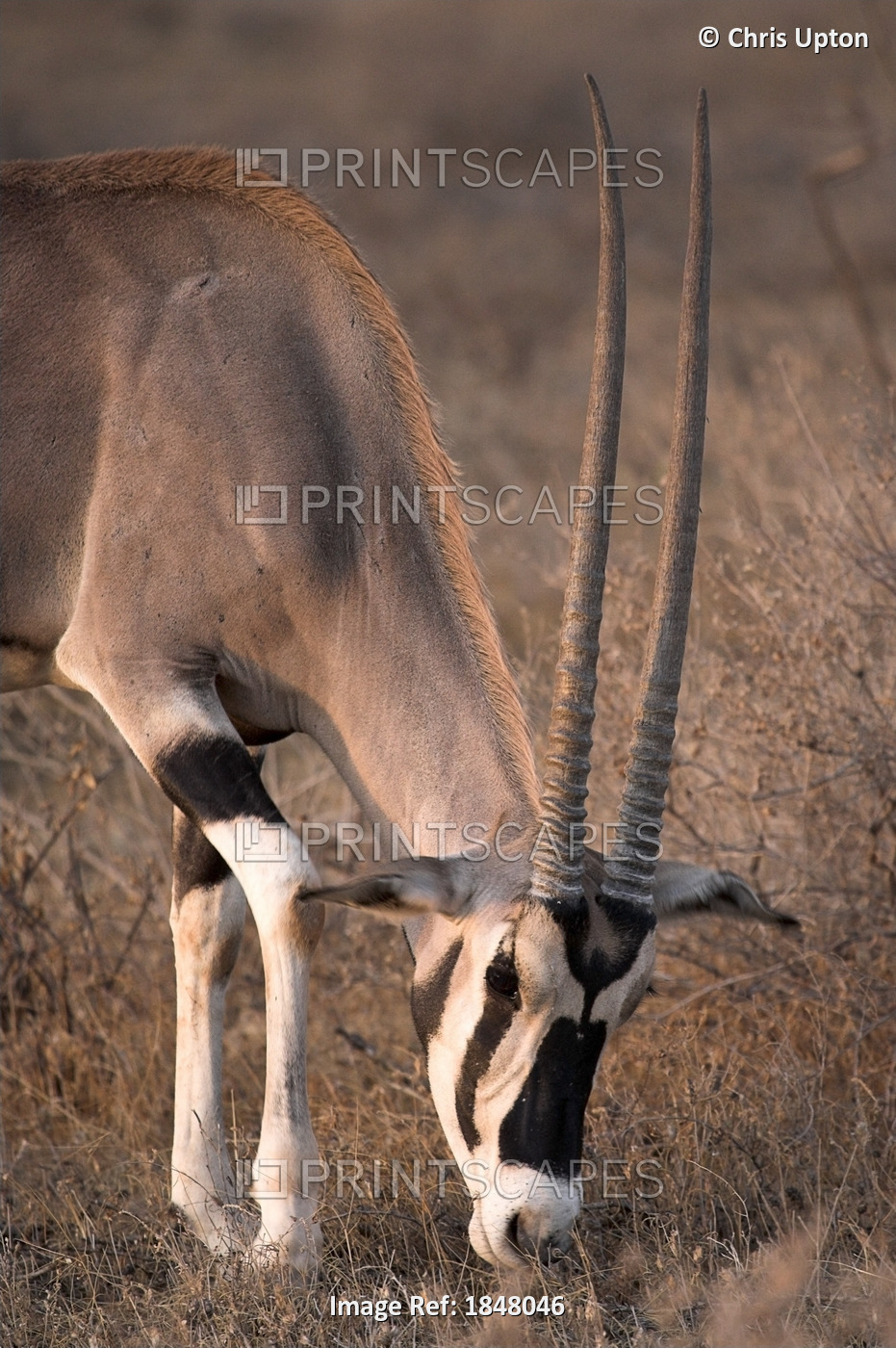 Oryx (Oryx Beisa), Samburu National Reserve, Kenya; Oryx