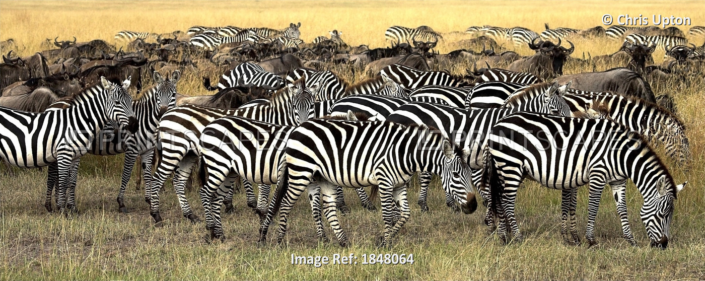 Masai Mara, Kenya; Herd Of Burchell's Zebra And Wildebeest