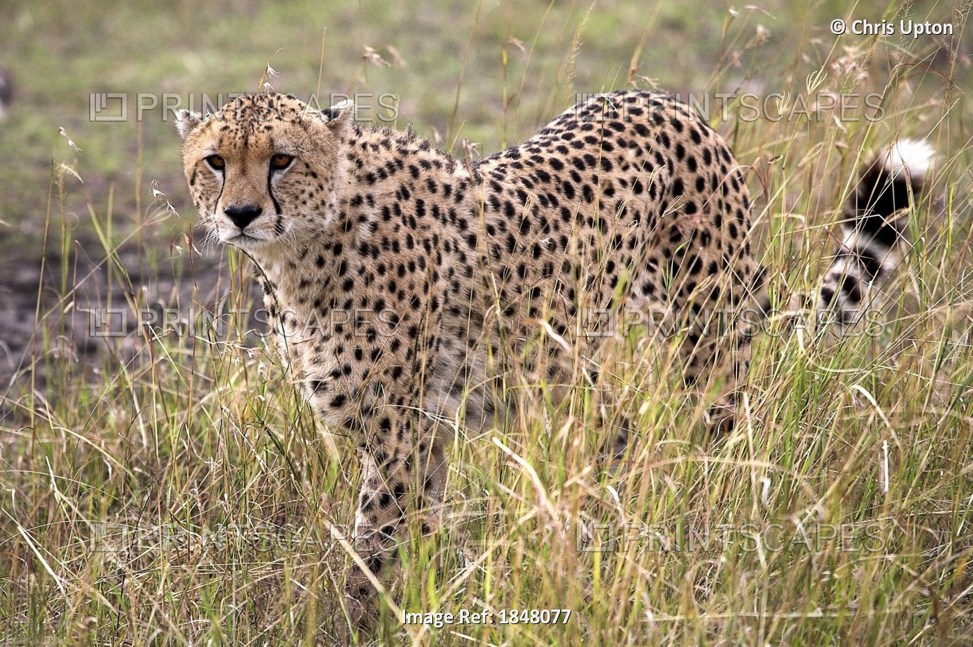 Cheetah (Acinonyx Jubatus), Masai Mara National Reserve, Kenya, Africa; Cheetah ...