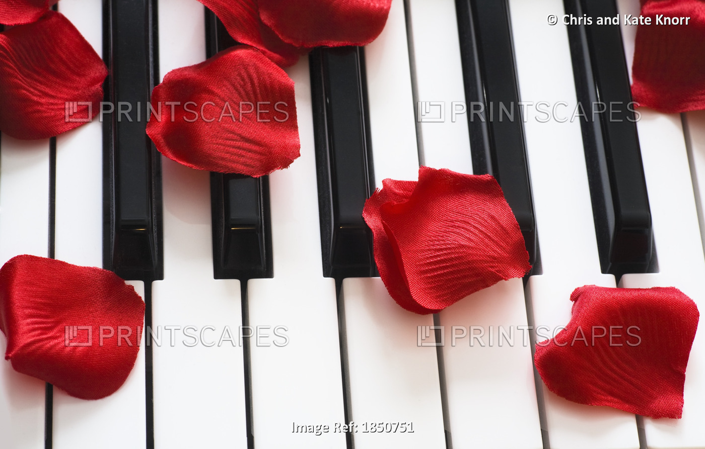 Flower Petals On Piano Keys